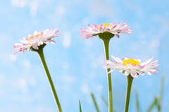 Fleurs de source, marguerites des prés images libres de droits Fleurs de source, marguerites des prés images libres de droits