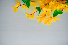 Fleurs des matériaux légers artificiels jaunes, fleurs jaunes d'acacia photos libres de droits Fleurs des matériaux légers artificiels jaunes, fleurs jaunes d'acacia photos libres de droits