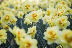 Fleurs des narcisses photographie stock Fleurs des narcisses photographie stock