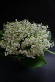 Fleurs du muguet sur un fond noir 1 photos stock Fleurs du muguet sur un fond noir 1 photos stock