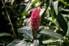 Fleurs en Parque Burle Marx photo libre de droits Fleurs en Parque Burle Marx photo libre de droits