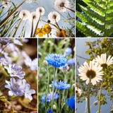 Fleurs et collage d'usines image stock Fleurs et collage d'usines image stock