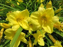 Fleurs jaunes en pleine floraison au printemps en juin photos stock Fleurs jaunes en pleine floraison au printemps en juin photos stock