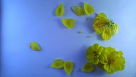 Fleurs jaunes sur le fond texturisé bleu 2 photos stock Fleurs jaunes sur le fond texturisé bleu 2 photos stock