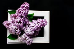 Fleurs lilas dans un cadre blanc sur un fond noir photo stock Fleurs lilas dans un cadre blanc sur un fond noir photo stock