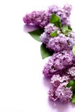 Fleurs lilas sur le fond blanc photos libres de droits Fleurs lilas sur le fond blanc photos libres de droits