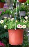 Fleurs mises en pot accrochées qui embellissent l'environnement photos stock Fleurs mises en pot accrochées qui embellissent l'environnement photos stock