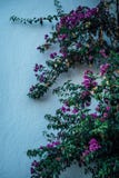 Fleurs pourpres contre un mur blanc photo libre de droits Fleurs pourpres contre un mur blanc photo libre de droits