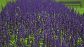 Fleurs pourpres sages Fleurs pourpres sages