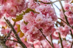Fleurs roses photos libres de droits Fleurs roses photos libres de droits
