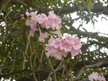 Fleurs roses d'arbre de trompette rose photographie stock libre de droits Fleurs roses d'arbre de trompette rose photographie stock libre de droits