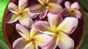 Fleurs roses de frangipani également connues sous le nom de plumeria ou lilawadee tournant dans le bol de noix de coco avec de l' clips vidéos Fleurs roses de frangipani également connues sous le nom de plumeria ou lilawadee tournant dans le bol de noix de coco avec de l' clips vidéos