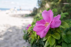 Fleurs roses sauvages un jour ensoleillé d'été photos libres de droits Fleurs roses sauvages un jour ensoleillé d'été photos libres de droits