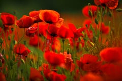 Fleurs rouges de pavot Photo stock Fleurs rouges de pavot Photo stock