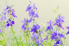 Fleurs sauvages pourprées Fleurs sauvages pourprées