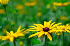 Fleurs spectaculaires et belles dans le jardin botanique du ³ n de Gijà le 1er août 2018 photos libres de droits Fleurs spectaculaires et belles dans le jardin botanique du ³ n de Gijà le 1er août 2018 photos libres de droits