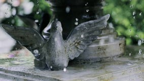 Fleurs sur l'eau dans une cuvette noire banque de vidéos Fleurs sur l'eau dans une cuvette noire banque de vidéos