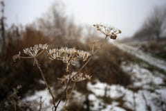 fleurs sur un fond blanc d'hiver image stock fleurs sur un fond blanc d'hiver image stock