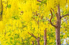 Fleurs tropicales jaunes sur l'arbre photo libre de droits Fleurs tropicales jaunes sur l'arbre photo libre de droits