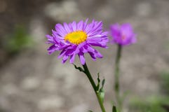 Fleurs violettes pourpres d'alpinus d'aster en fleur, usine fleurissante de montagne d'aster alpin photos stock Fleurs violettes pourpres d'alpinus d'aster en fleur, usine fleurissante de montagne d'aster alpin photos stock