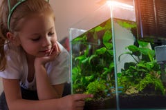 Flicka som beundrar det nano akvariet i hans hus p? natten arkivfoto Flicka som beundrar det nano akvariet i hans hus p? natten arkivfoto