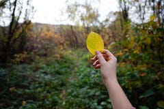Flickahand som rymmer en gul tjänstledighet med skogen i bakgrunden royaltyfria bilder Flickahand som rymmer en gul tjänstledighet med skogen i bakgrunden royaltyfria bilder