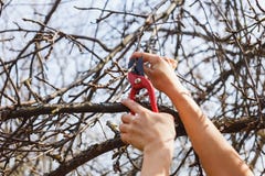 Flickan klipper filialer med pruners p? ett ?ppletr?d kneg arkivfoto Flickan klipper filialer med pruners p? ett ?ppletr?d kneg arkivfoto
