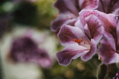 Flieder und rosafarbene Blume von Pelargonie peltatum lizenzfreie stockbilder Flieder und rosafarbene Blume von Pelargonie peltatum lizenzfreie stockbilder
