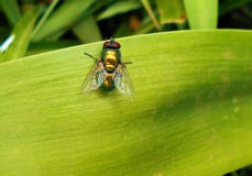 Fliege auf hellgr?nem Blatt lizenzfreie stockfotografie Fliege auf hellgr?nem Blatt lizenzfreie stockfotografie