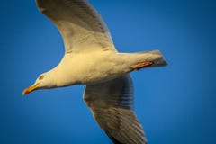 Fliegende Seemöwe bei Sonnenuntergang lizenzfreies stockfoto Fliegende Seemöwe bei Sonnenuntergang lizenzfreies stockfoto