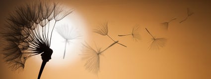Fliegenlöwenzahnsamen auf einem Sonnenunterganghintergrund lizenzfreies stockbild Fliegenlöwenzahnsamen auf einem Sonnenunterganghintergrund lizenzfreies stockbild