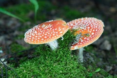 Fliegenpilz, Wulstling, gefährlicher Giftpilz Im Wald lizenzfreie stockfotos Fliegenpilz, Wulstling, gefährlicher Giftpilz Im Wald lizenzfreie stockfotos