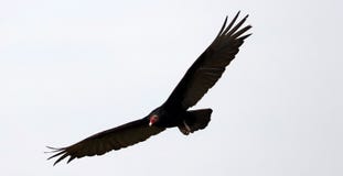 Fliegentruthahngeier, der nach Opfer, Reiniger Vogel in den Himmeln von Costa Rica sucht lizenzfreie stockbilder Fliegentruthahngeier, der nach Opfer, Reiniger Vogel in den Himmeln von Costa Rica sucht lizenzfreie stockbilder