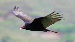 Fliegentruthahngeier, der nach Opfer, Reiniger Vogel in den Himmeln von Costa Rica sucht lizenzfreie stockbilder Fliegentruthahngeier, der nach Opfer, Reiniger Vogel in den Himmeln von Costa Rica sucht lizenzfreie stockbilder