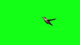 Flight animation of a hummingbird.