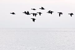 Flight Of Geese Royalty Free Stock Photo
