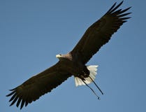 Flight Of The Eagle Stock Photography