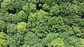 Flight over forest