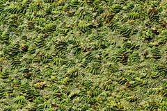Floating fern (Salvinia natans) on water surface stock images Floating fern (Salvinia natans) on water surface stock images