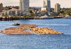 Floating Logs In Nanaimo Stock Photography Floating Logs In Nanaimo Stock Photography