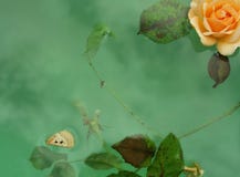 Floating Tapestry Stock Images Floating Tapestry Stock Images
