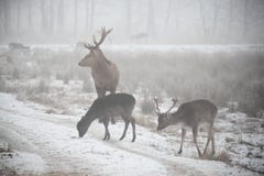 Flock av dovhjortDamadamaen som omkring går i dimmig vinterdag fotografering för bildbyråer Flock av dovhjortDamadamaen som omkring går i dimmig vinterdag fotografering för bildbyråer