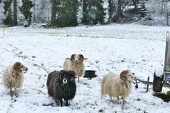 Flock av f?r p? sn?ig jordning som att n?rma sig kameran royaltyfria bilder Flock av f?r p? sn?ig jordning som att n?rma sig kameran royaltyfria bilder