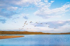 Flock av pelikan och härlig molnig himmel arkivfoton Flock av pelikan och härlig molnig himmel arkivfoton