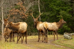 Flock av älgen royaltyfri bild Flock av älgen royaltyfri bild