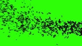 Flock of bats. flock of birds. mystical halloween concept. green screen footage.