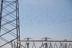 Flock of birds above the high-voltage power line stock photos Flock of birds above the high-voltage power line stock photos