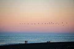 A flock of birds fly at sunset at Diamond beach ,Iceland Stock Image A flock of birds fly at sunset at Diamond beach ,Iceland Stock Image