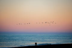 A flock of birds fly at sunset at Diamond beach ,Iceland Royalty Free Stock Images A flock of birds fly at sunset at Diamond beach ,Iceland Royalty Free Stock Images