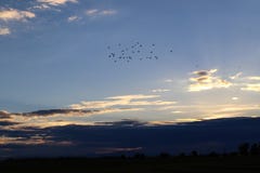 Flock of birds flying high above dark clous masking the horizon as the sunset fades royalty free stock image Flock of birds flying high above dark clous masking the horizon as the sunset fades royalty free stock image